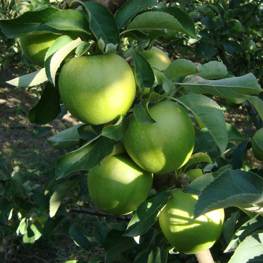 Tüplü Aşılı Yarıbodur Sert Sulu Granny Smith Yeşil Elma Fidanı