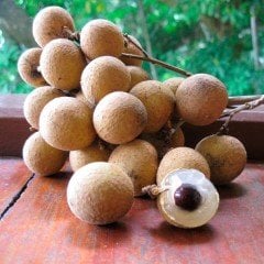 Özel Çeşit Nadir Bulunan Ejderha Gözü (Dimocarpus longan) Fidanı