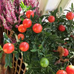 Özel Nadir Domates Biberi (Solanum pseudocapsicum Thurino) Fidanı