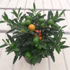 Özel Nadir Domates Biberi (Solanum pseudocapsicum Thurino) Fidanı