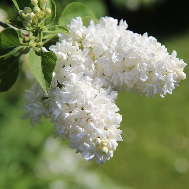 Tüplü Yoğun Kokulu Salkım Beyaz Leylak (White Lilac) Fidanı