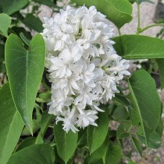 Tüplü Yoğun Kokulu Salkım Beyaz Leylak (White Lilac) Fidanı