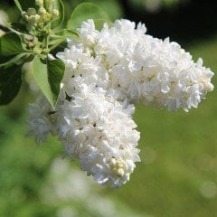 Tüplü Yoğun Kokulu Salkım Beyaz Leylak (White Lilac) Fidanı