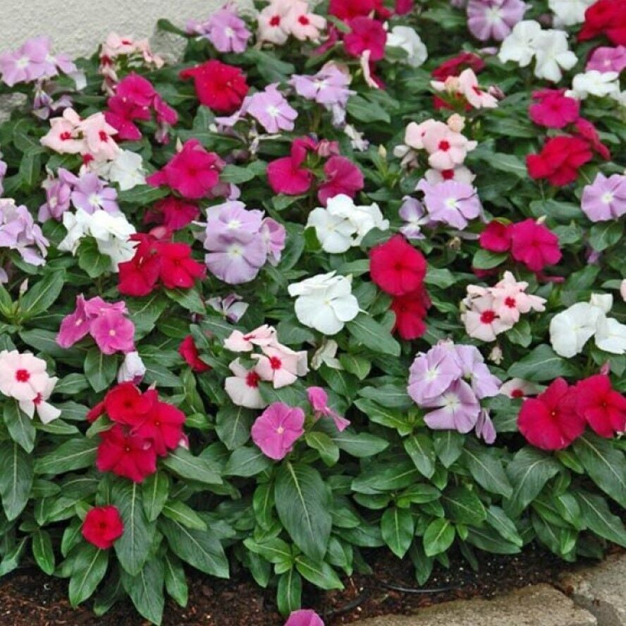 Herdem Yeşil Mixed Soğuklara Karşı Dayanıklı Vinca Cezayir Menekşesi Çiçeği Fidesi (5 Fide)