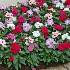 Herdem Yeşil Mixed Soğuklara Karşı Dayanıklı Vinca Cezayir Menekşesi Çiçeği Fidesi (5 Fide)