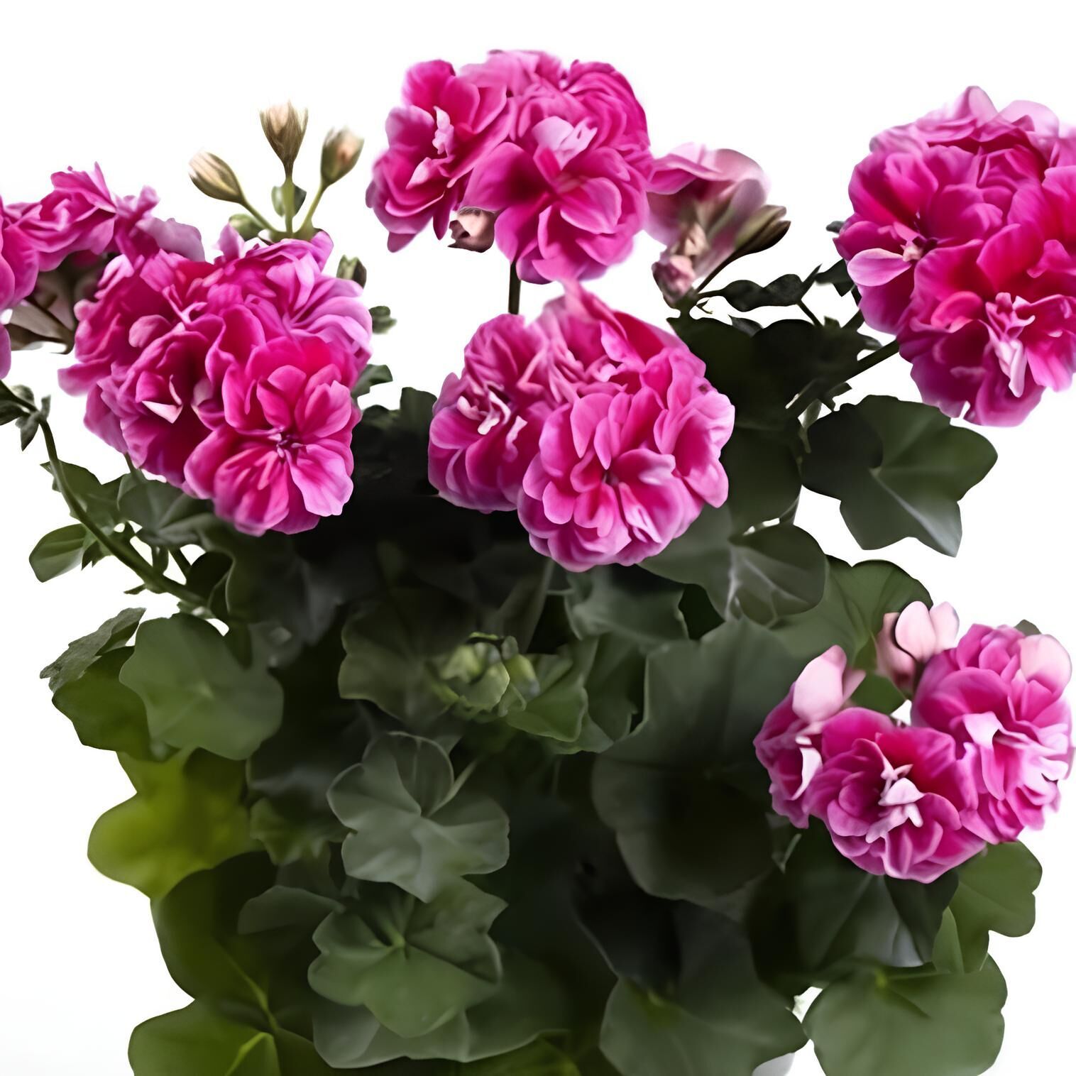 Nadir Bitki Katmerli Sarkan Grandeur İvy Stardust Sakız Sardunya Fidesi (1 Fide)