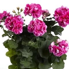 Nadir Bitki Katmerli Sarkan Grandeur İvy Stardust Sakız Sardunya Fidesi (1 Fide)