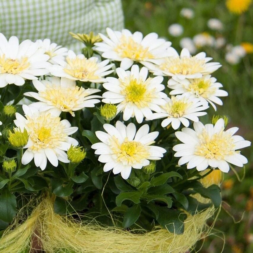 Katmerli Double Clear White Bodrum Papatyası Çiçeği Fidesi (1 Fide)