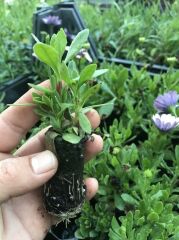 Çok Yıllık Erato Double White Blush Bodrum Papatyası Çiçeği Fidesi (1 Fide)