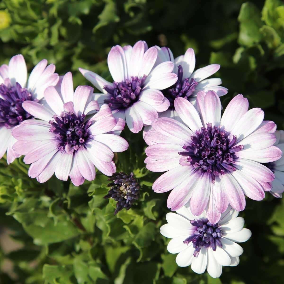 Çok Yıllık Erato Double White Blush Bodrum Papatyası Çiçeği Fidesi (1 Fide)