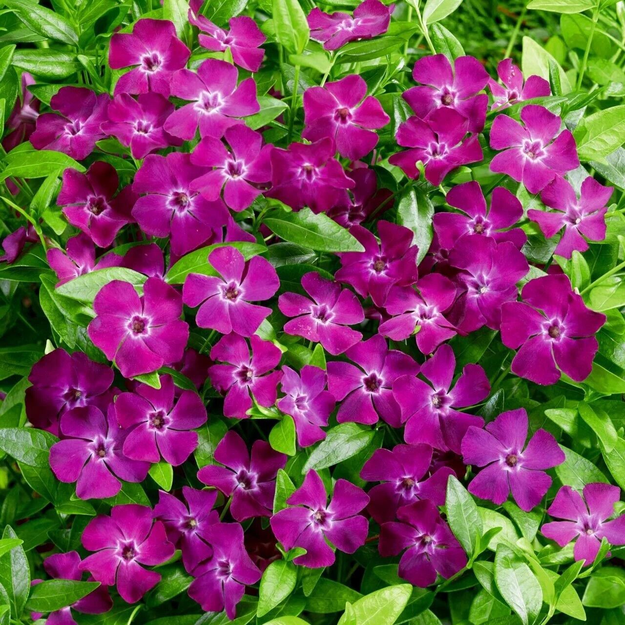 Herdem Yeşil Verino Vinca Minor Çiçeği Fidesi (1 Fide)