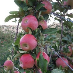 Tüplü Aşılı Yarıbodur Verimli Aromatik Kanzi Elma Fidanı