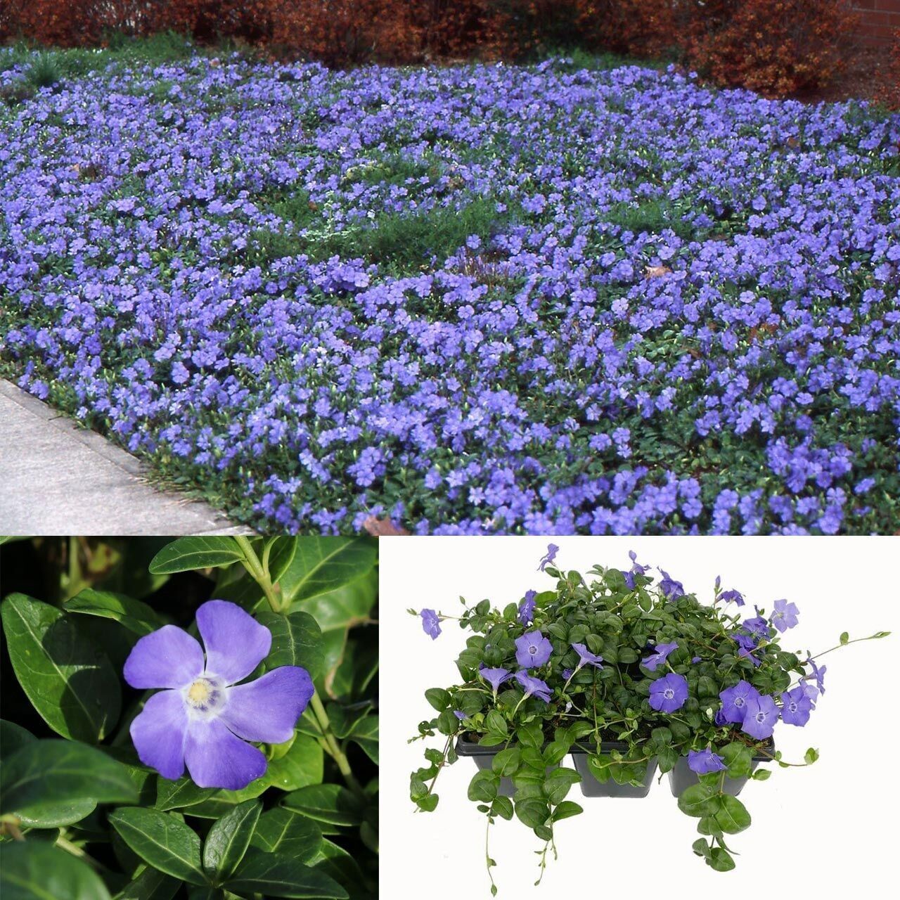 Herdem Yeşil Hawai Vinca Minor Çiçeği Fidesi (1 Fide)