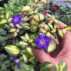 Herdem Yeşil İmagine Soğuklara Karşı Dayanıklı Vinca Minor Çiçeği Fidesi (1 Fide)