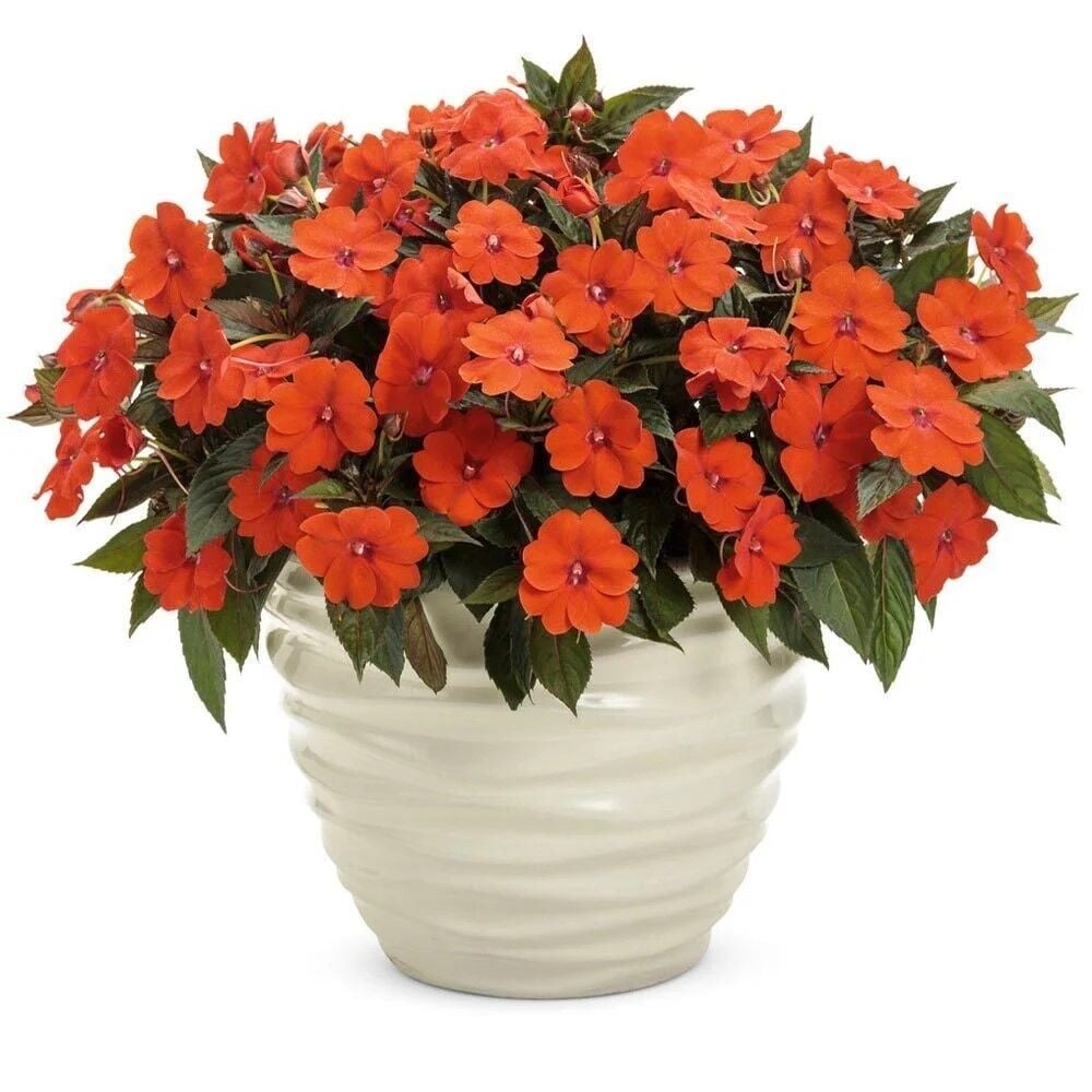 Özel Tür Turuncu Magnifico Orange Yeni Gine Cam Güzeli Çiçeği Fidesi (1Fide)