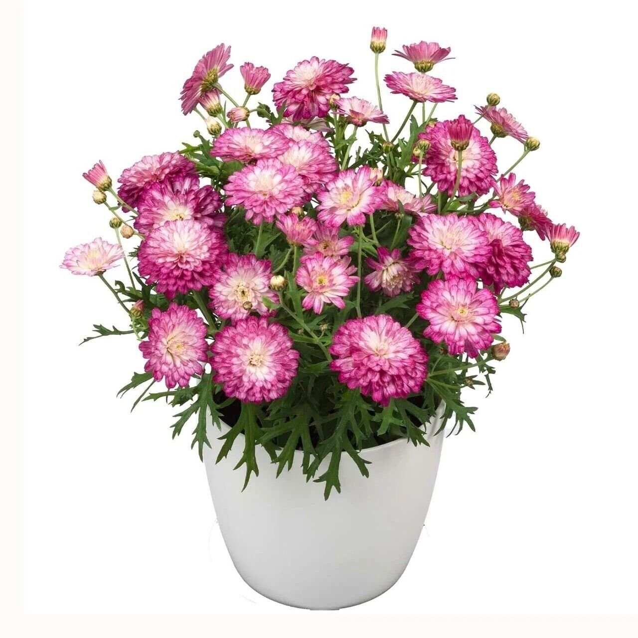 Özel Tür Aramis Double Strawberry Cream Katmerli Çeşme Papatyası Çiçeği Fidesi (1 Fide)