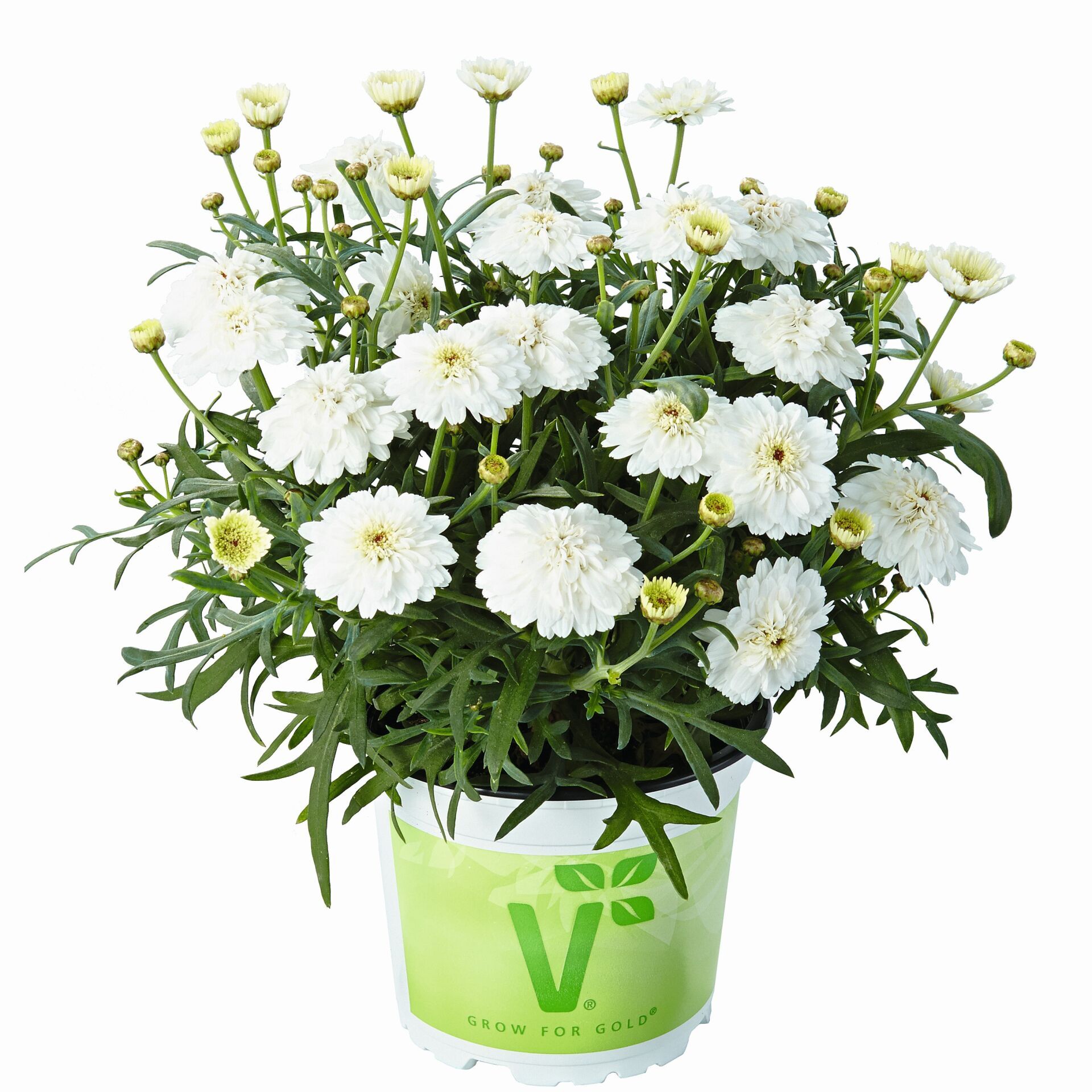 Özel Tür Aramis Double White Katmerli Çeşme Papatyası Çiçeği Fidesi (1 Fide)