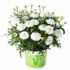 Özel Tür Aramis Double White Katmerli Çeşme Papatyası Çiçeği Fidesi (1 Fide)