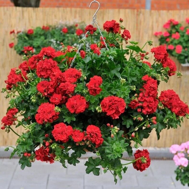 Nadir Bitki Katmerli Sarkan Grandeur İvy Arctic Burgundy Sakız Sardunya Fidesi (1 Fide)