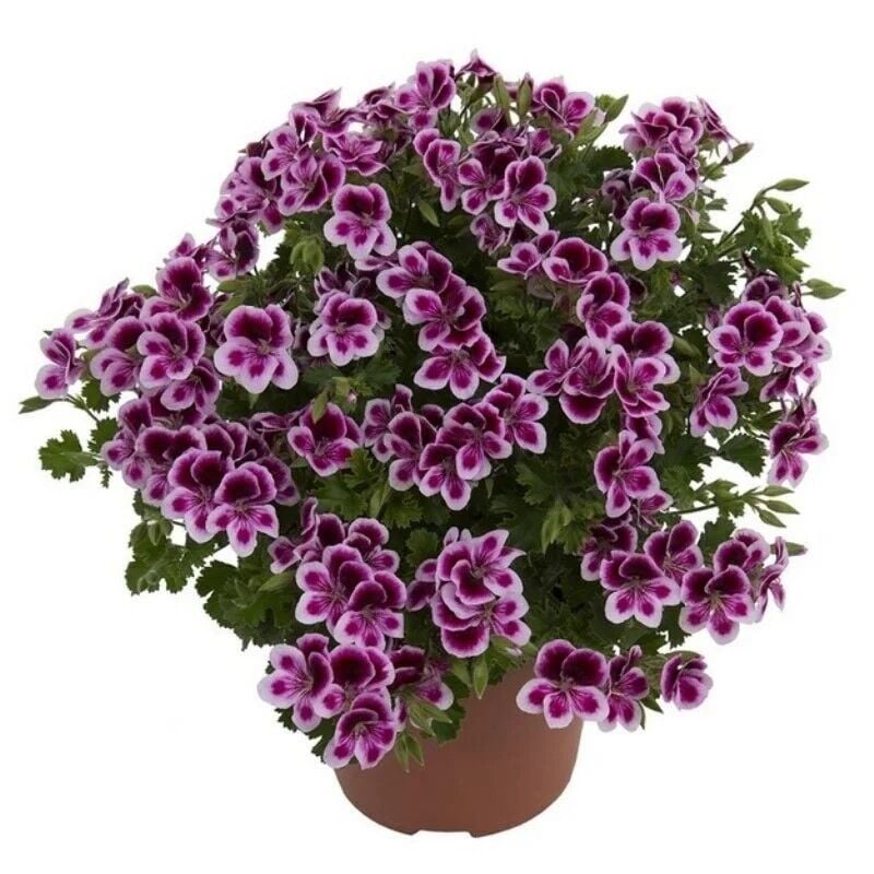 Melek Gözü Sarkıcı PAC Angeleyes Burgundy Sardunya Canan Çiçeği Fidesi (1 Fide)