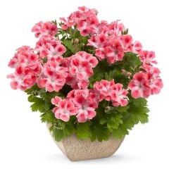 Özel Tür Nadir Pink White Clarion Canan Çiçeği Fidesi (1 Fide)