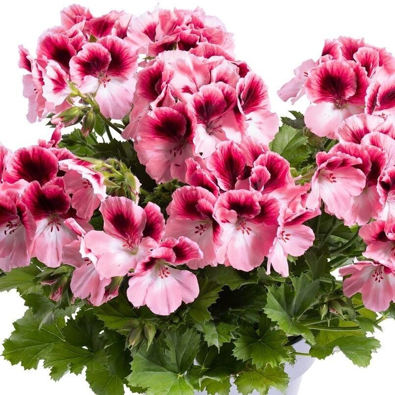 Sınırlı Stok Nadir Renkler Aristo Romance Sardunya Canan Çiçeği Fidesi (1 Fide)