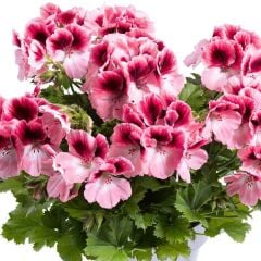 Sınırlı Stok Nadir Renkler Aristo Romance Sardunya Canan Çiçeği Fidesi (1 Fide)