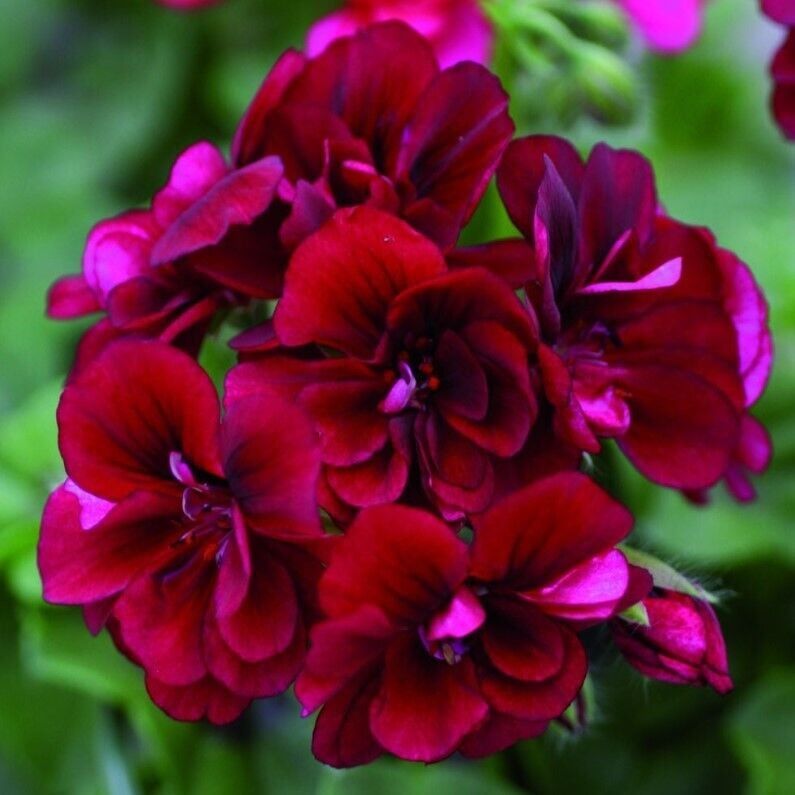 Nadir Bitki Katmerli Sarkan Grandeur İvy Velvet Sakız Sardunya Fidesi (1 Fide)