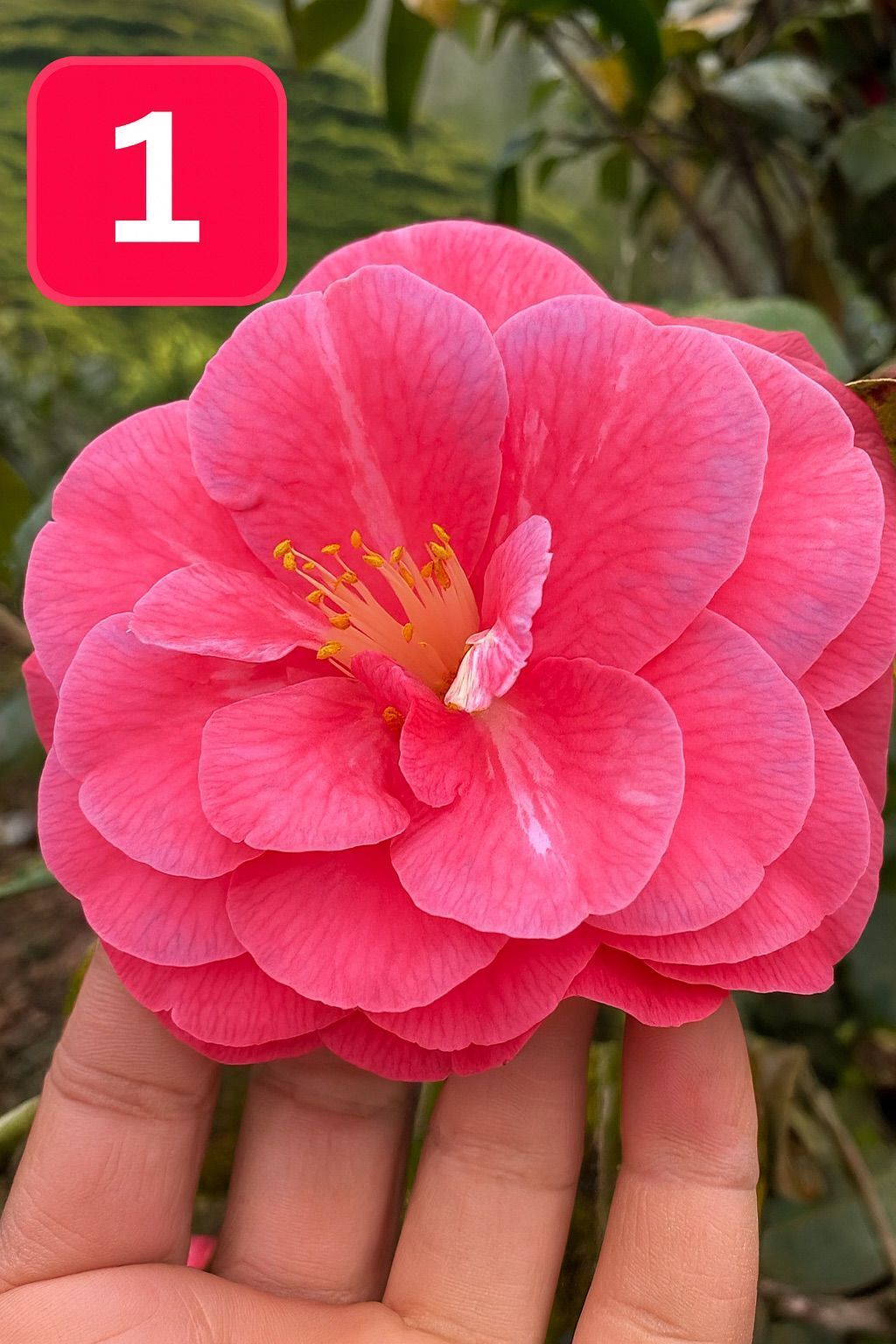 Mini Saksıda Dev Goncalı Desire Kamelya Fidesi (5-10 cm)