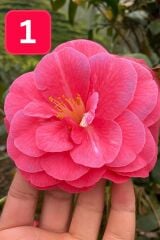 Mini Saksıda Dev Goncalı Desire Kamelya Fidesi (5-10 cm)