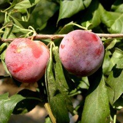 Tüplü Aşılı Yarıbodur Verimli Santa Rosa Japon Erik Fidanı