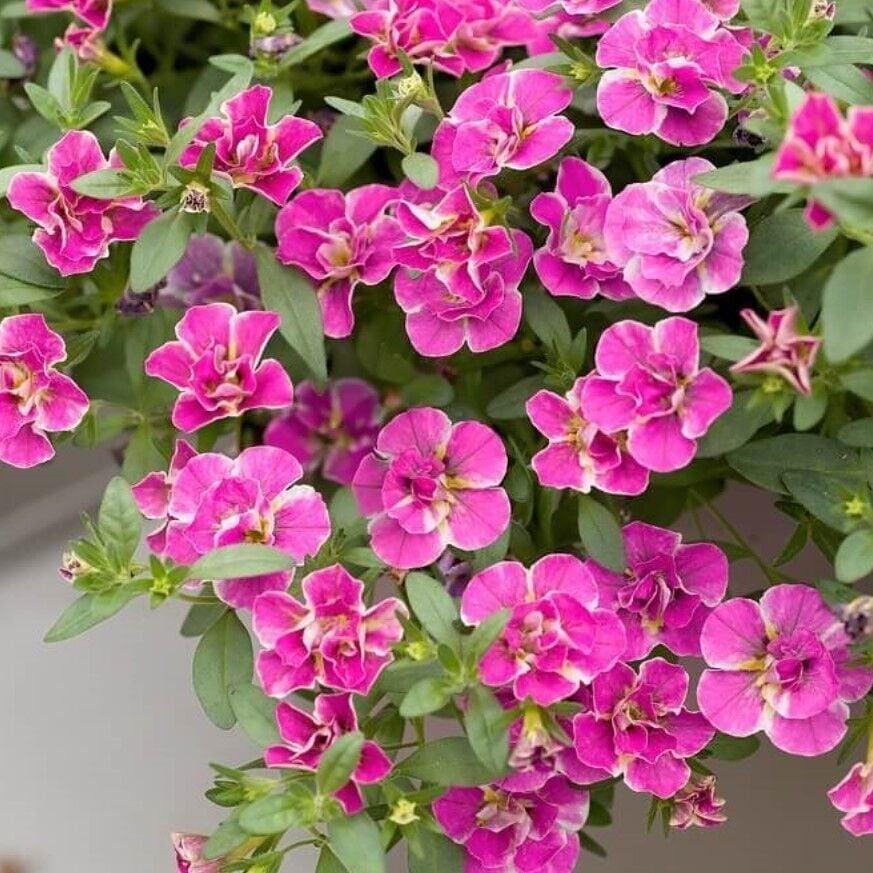 Katmerli Calita Double Pink Splash Petunya Çiçeği Fidesi (1 Fide)