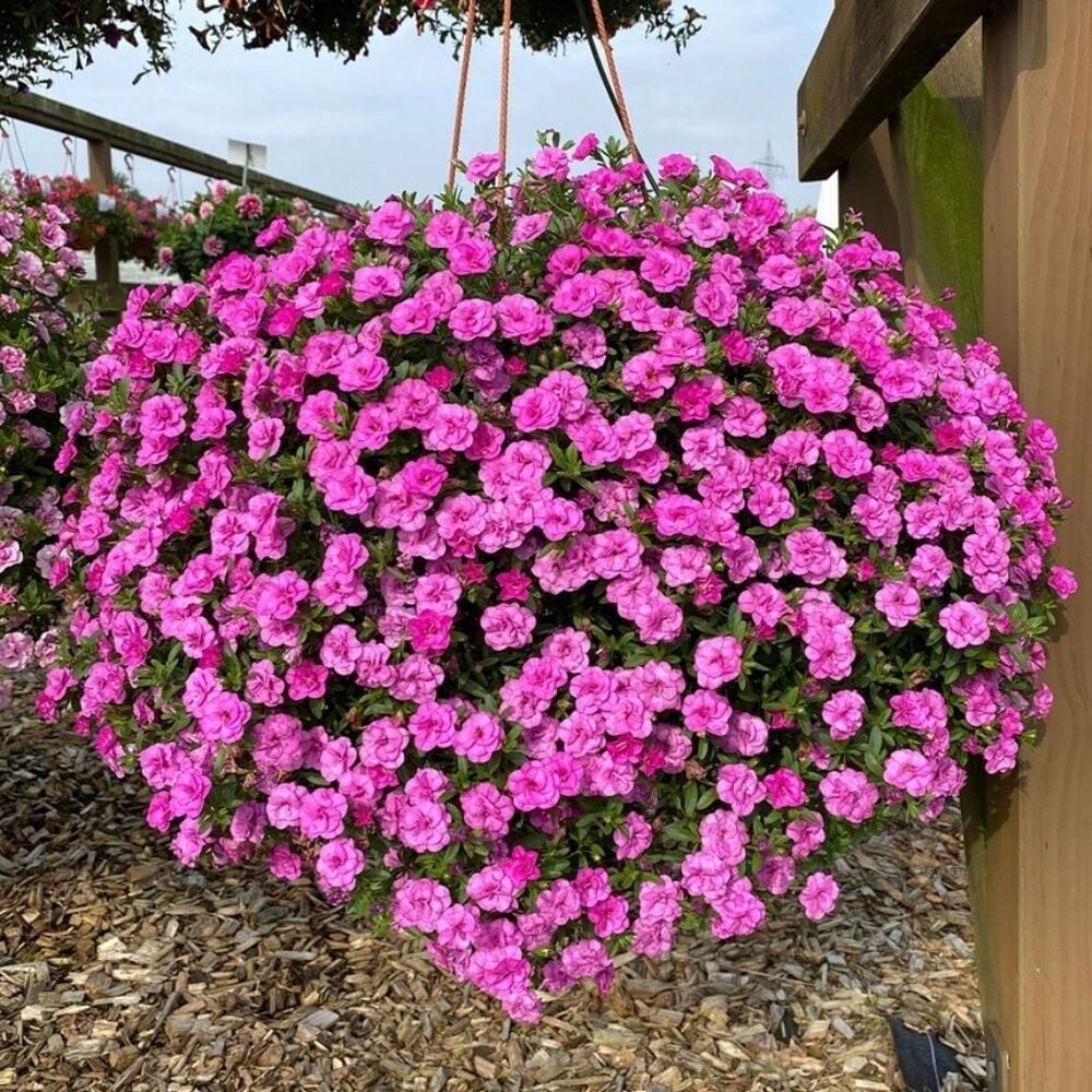 Katmerli Calita Double Rosy Calibrochoa Çiçeği Fidesi (1 Fide)