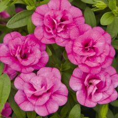 Katmerli Calita Double Rosy Calibrochoa Çiçeği Fidesi (1 Fide)