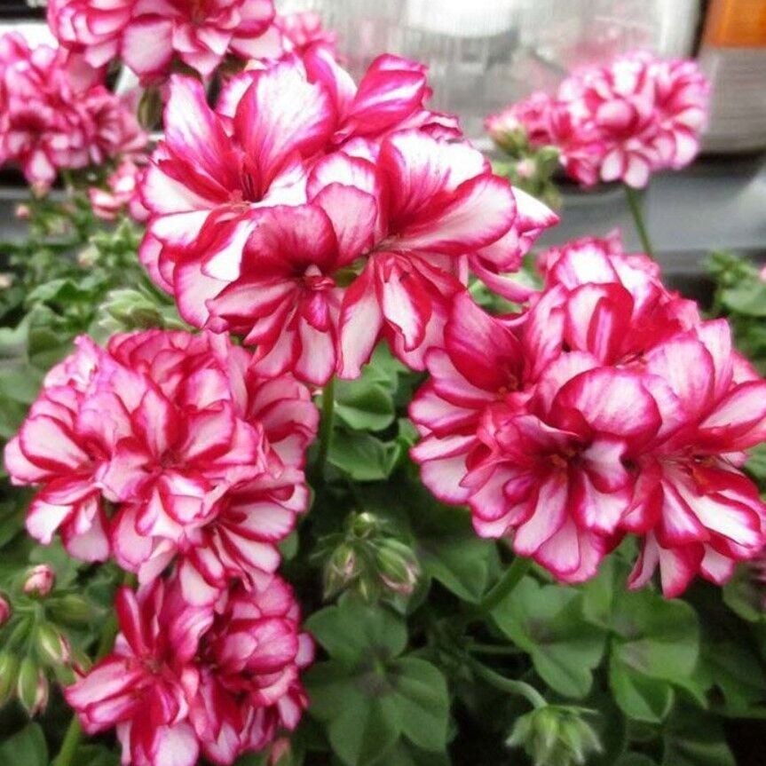 Nadir Bitki Katmerli Sarkan Grandeur İvy Arctic Rose Sakız Sardunya Fidesi (1 Fide)