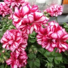 Nadir Bitki Katmerli Sarkan Grandeur İvy Arctic Rose Sakız Sardunya Fidesi (1 Fide)