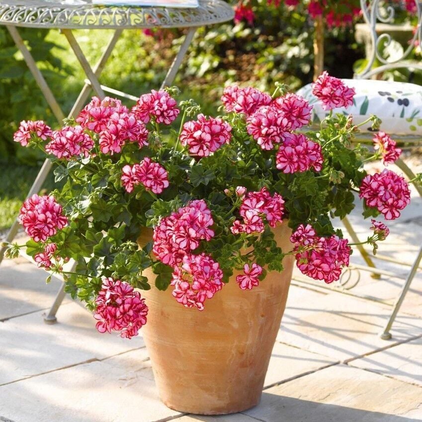 Sarkan Grandeur İvy Arctic Scarlet Sakız Sardunya Fidesi (1 Fide)