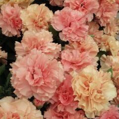 Nadir Kokulu Sweet Pleasure L Apricot Karanfil Çiçeği Fidesi (1 Fide)