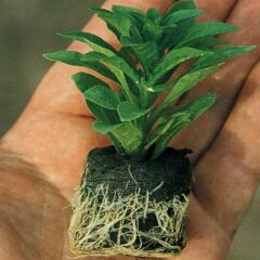 Dev Çiçekli Sarkıcı Sarkan Surfinia Blue Petunya Çiçeği Fidesi (1 Fide)