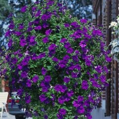 Dev Çiçekli Sarkıcı Sarkan Surfinia Blue Petunya Çiçeği Fidesi (1 Fide)