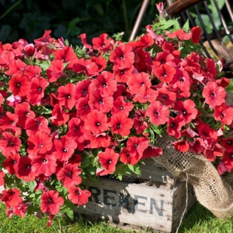 Dev Çiçekli Sarkıcı Sarkan Fortado Dark Red Petunya Çiçeği Fidesi (1 Fide)