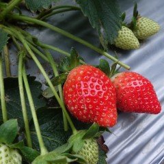 Yediveren Frigo Çilek Fidesi(5 adet)