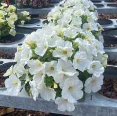 Dev Çiçekli Sarkıcı Sarkan Fortado White Petunya Çiçeği Fidesi (1 Fide)