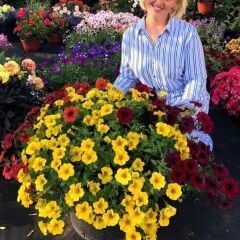 Sarkıcı BeautiCal Yellow Sun Petunya Çiçeği Fidesi (1 Fide)