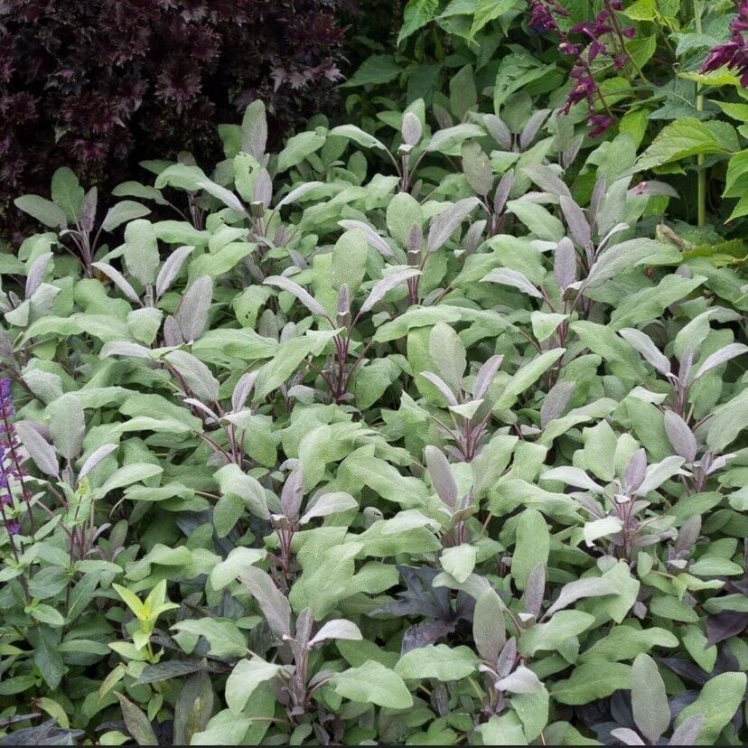 Mandala Purpur Adaçayı Fidesi (2 Fide )