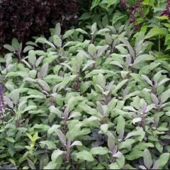 Mandala Purpur Adaçayı Fidesi (2 Fide )