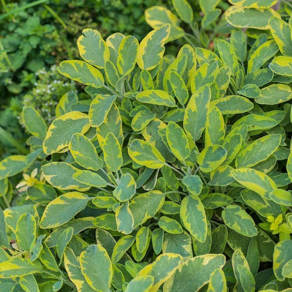 Mandala Gold Adaçayı Fidesi (2 Fide )