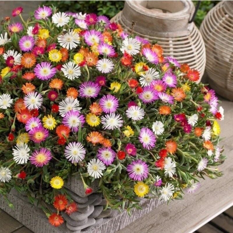 Yayılıcı Sarkıcı Delasporma Mixed Karışık Buz Çiçeği Fidesi (5 Fide)