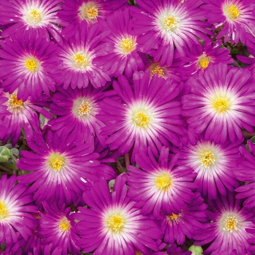 Yayılıcı Delasporma Purple Mor Buz Çiçeği Fidesi (2 Fide)