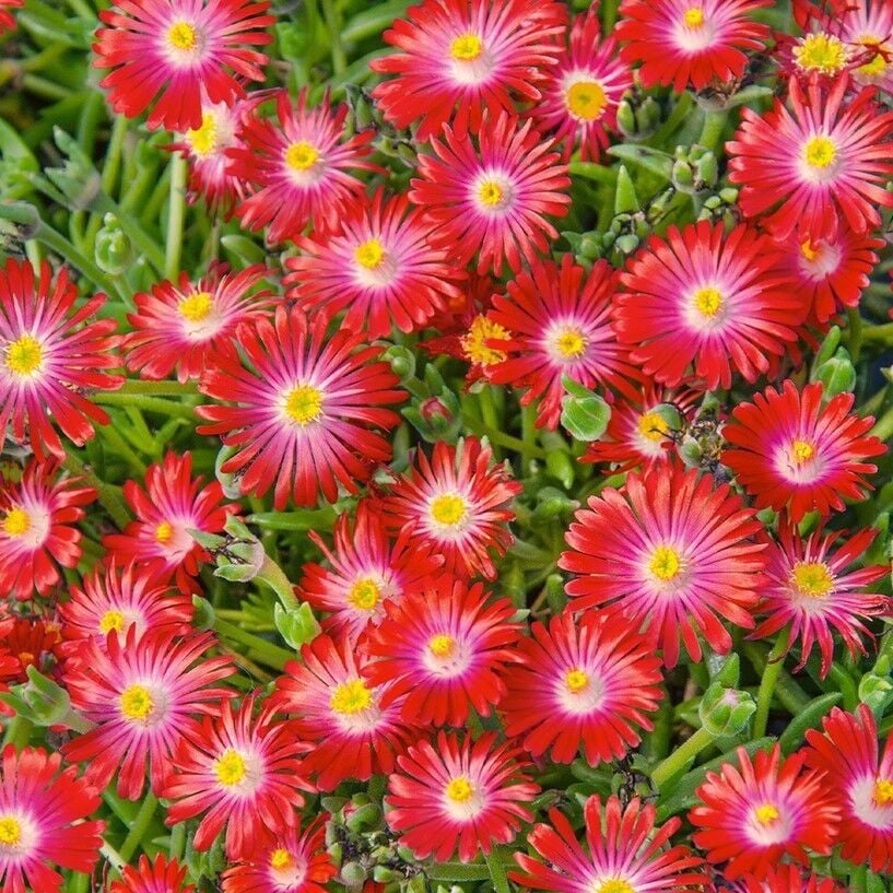 Yayılıcı Delasporma Red Buz Çiçeği Fidesi (2 Fide)